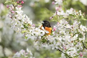 Catalogue14 Prints: Baltimore Oriole (Icterus galbula) male with spider prey