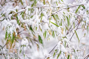 Foliage Prints: Bamboo (Bashania qingchengshanensis) leaves covered in snow