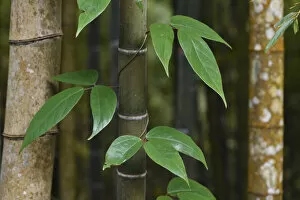 Gramineae Collection: Bamboo, Daxueshan National Recreational Forest, Taiwan