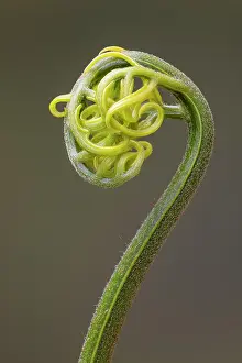 Pteridophytina Prints: Bamboo fern (Coniogramme emeiensis) uncurling frond