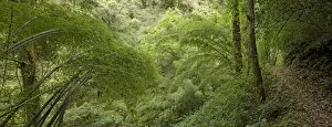 Bamboo growing beside narrow mountain track. Gaoligongshan National Nature Reserve