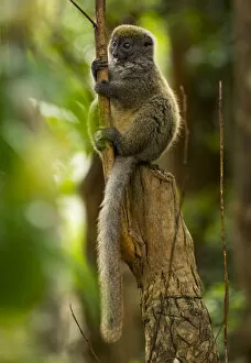 Andasibe Mantadia National Park Gallery: Bamboo lemur (Hapalmur griseus) sitting on tree stump. Andasibe-Mantadia National Park, Madagascar