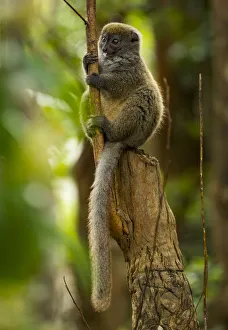 Bamboo lemur (Hapalmur griseus) sitting on tree stump. Andasibe-Mantadia National Park, Madagascar