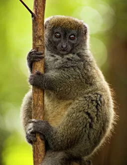 Direct Gaze Gallery: Bamboo lemur (Hapalmur griseus) in tree. Andasibe-Mantadia National Park, Madagascar