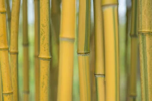 Yellow Collection: Bamboo (Phylostachys aureosulcata) occurs in the Zhejiang Province of China