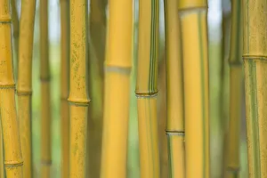 Yellow Prints: Bamboo (Phylostachys aureosulcata) occurs in the Zhejiang Province of China