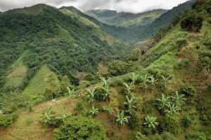 Zingiberales Prints: Banana (Musa sp.) plantation on hillside on the road to Siberia district