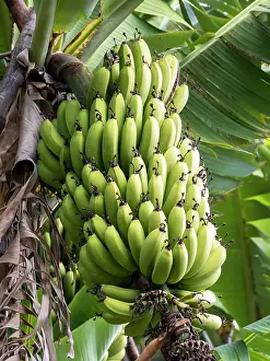 Zingiberales Prints: Bananas (Musa sp.) growing on tree, Marocos, Madeira. March