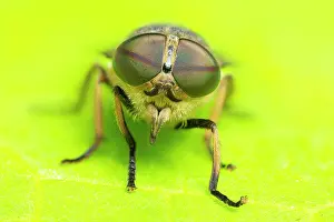 Horse Fly Prints: Band-eyed brown horsefly (Tabanus bromius) female