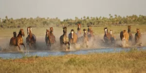 Images Dated 16th January 2012: A band of semi-feral Quarter mares and foals running across a creek, Estancia Don Amerigo