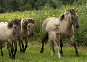 A band of wild konik horses walking with newborn foal, Oostvaardersplassen Nature Reserve