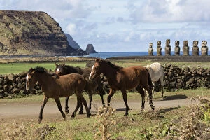 Band of wild Rapa Nui horses / colts, walking near Easter island heads on Ahu Tongariki