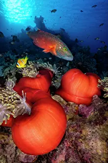 Cnidarian Prints: Bandcheek wrasse (Oxycheilinus digrammus) patrolling above balled-up Magnificent sea anemones (Heteractis magnifica)