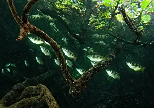 Coastal Wetland Prints: Banded archerfish (Toxotes jaculatrix) school swimming among mangrove roots
