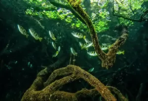 Banded archerfish (Toxotes jaculatrix) school swimming among mangrove roots, Misool, Raja Ampat, Indonesia, Pacific Ocean