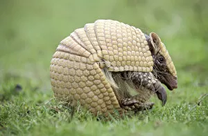 Images Dated 10th June 2004: Three banded armadillo {Tolypeutes tricinctus} uncurling from defensive ball