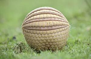 Images Dated 10th June 2004: Three banded armadillo {Tolypeutes tricinctus} in defensive ball. Captive, UK