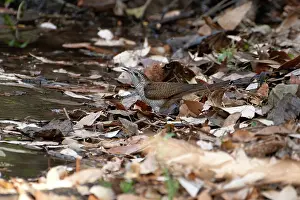 Calling Prints: Banded bay cuckoo (Cacomantis sonneratii) standing on the ground among dried leaves and calling