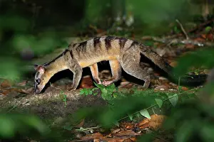 Banded civet (Hemigalus derbyanus) juvenile male, foraging in leaf-litter at night in lowland rainforest, Danum Valley, Sabah, Borneo
