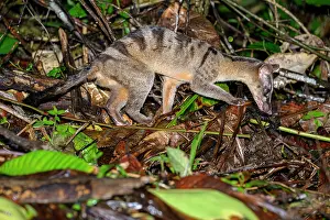 Nocturnal Prints: Banded civet (Hemigalus derbyanus) juvenile male