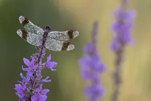 Banded darter (Sympetrum pedemontanum) resting on flower, Netherlands Banded darter (Sympetrum pedemontanum) resting on flower, Netherlands