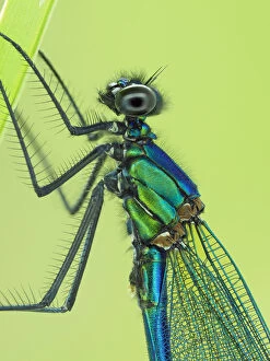 Green Gallery: Banded demoiselle (Calopteryx splendens) male close up detail of head and thorax