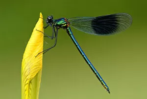 Images Dated 22nd January 2008: Banded demoiselle {Calopteryx splendens}, Tamar lakes, Cornwall. UK