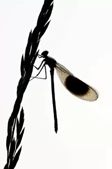 Banded demoiselle {Calopteryx splendens} silhouette of male on grass flower, Lower Tamar Lakes
