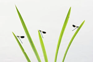 Abstract Collection: Banded demoiselle (Calopteryx splendens) males resting on grass, Netherlands, August