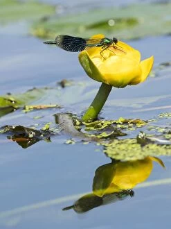 Images Dated 9th August 2017: Banded demoiselle (Calopteryx splendens) male on yellow lotus ( Nuphar lutea) Norfolk