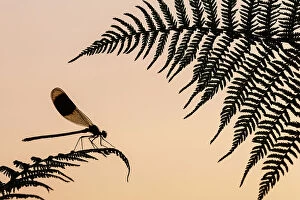 December 2021 Highlights Collection: Banded demoiselle (Calopteryx splendens) male silhouetted on a fern, Lower Tamar Lakes