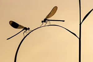 Images Dated 13th October 2014: Banded demoiselle (Calopteryx splendens), male and female silhouetted on reed, Lower Tamar Lakes