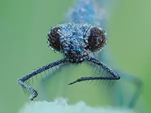 Zygoptera Prints: Banded demoiselle (Calopteryx splendens) covered in dew