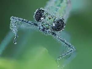 Zygoptera Prints: Banded demoiselle (Calopteryx splendens) female covered in dew at dawn