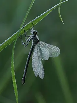 Zygoptera Prints: Banded demoiselle (Calopteryx splendens) female roosting