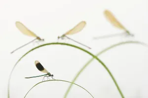 Zygoptera Prints: Banded demoiselle (Calopteryx splendens) group of four on plant stems