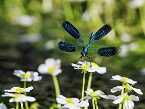 Ranunculaceae Prints: Banded demoiselle (Calopteryx splendens) male resting on Water crowfoot (Ranunculus fluitans) flower