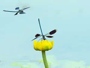 Zygoptera Prints: Banded demoiselle (Calopteryx splendens) male resting on water lily, River Wensum