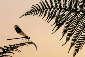 Banded demoiselle (Calopteryx splendens) male silhouetted on a fern, Lower Tamar Lakes, Cornwall, UK. July