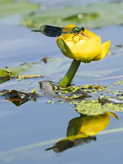 Zygoptera Prints: Banded demoiselle (Calopteryx splendens) male on yellow lotus ( Nuphar lutea) Norfolk