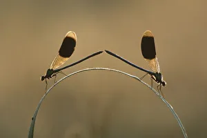 Symmetry Prints: Banded demoiselle (Calopteryx splendens) two males on grass, Netherlands