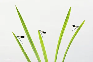 Zygoptera Prints: Banded demoiselle (Calopteryx splendens) males resting on grass, Netherlands, August