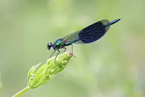 Zygoptera Prints: Banded demoiselle (Calopteryx splendens) resting on flowerhead