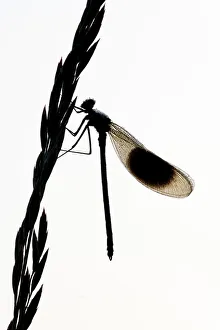 Damselflies Prints: Banded demoiselle {Calopteryx splendens} silhouette of male on grass flower