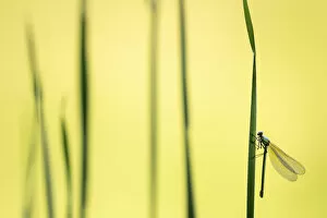 April 2021 Highlights Collection: Banded demoiselle damselfly (Calopteryx splendens) female roosting amongst reeds