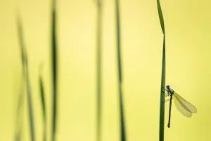 Banded demoiselle damselfly (Calopteryx splendens) female roosting amongst reeds