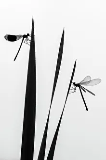 Zygoptera Prints: Banded demoiselle dragonfly (Calopteryx splendens) male and female silhouetted