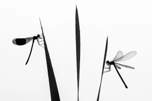Banded demoiselle dragonfly (Calopteryx splendens) male and female silhouetted, resting on reeds. Lower Tamar Lakes, Cornwall, England, UK. June