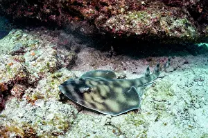 Baja California Sur Prints: Banded guitarfish (Zapteryx exasperata) resting on seabed