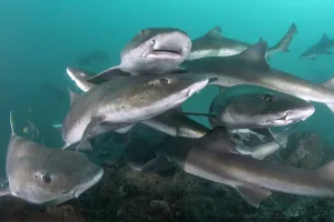 Houndshark Prints: Banded houndshark (Triakis scyllium) group above sea floor